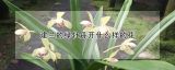 建兰的绿牡丹开什么样的花