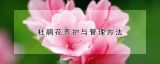 杜鹃花养护与管理方法