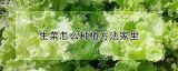 生菜怎么种植方法家里