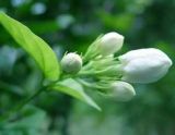 茉莉不开花是什么原因，注意这六点让你的茉莉花爆盆