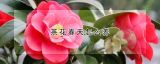 茶花春天怎么养