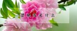 碧桃花是什么