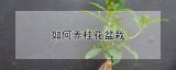 如何养桂花盆栽