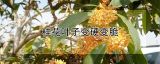 桂花叶子变硬变脆