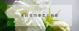 茉莉花四季怎么施肥