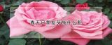 春天月季发芽施什么肥