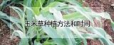 玉米草种植方法和时间