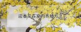 迎春花在室内养殖方法