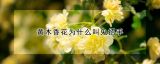 黄木香花为什么叫鬼招手