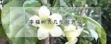 幸福树养几年能开花