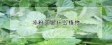 凉粉草是什么植物