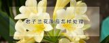 君子兰花落后怎样处理