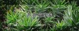 芦荟花咋养