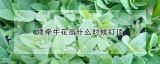 矮牵牛花苗什么时候打顶