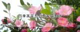 四季茶花怎么养家庭养法