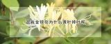 盆栽金银花为什么黄叶掉叶呢