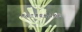 虎皮兰开花什么预兆