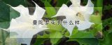 曼陀罗花长什么样