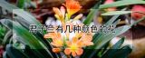 君子兰有几种颜色的花