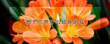 君子兰开什么颜色的花