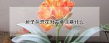 君子兰开花时需要注意什么