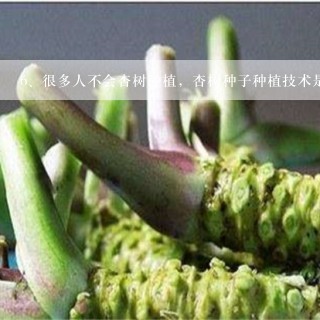 很多人不会杏树种植，杏树种子种植技术是什么？