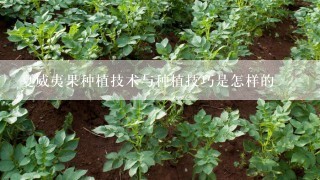 夏威夷果种植技术与种植技巧是怎样的