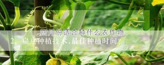 扁豆种植技术,最佳种植时间?