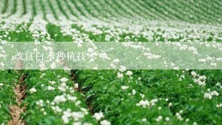 改良白术种植技术