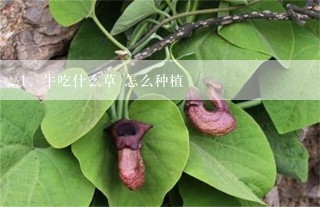 牛吃什么草 怎么种植