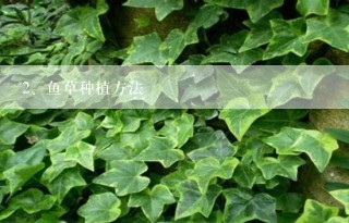 鱼草种植方法