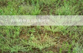 四月慢种植方法和时间