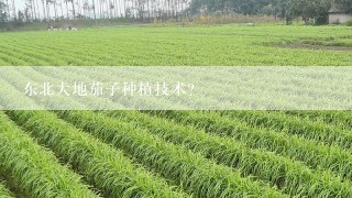 东北大地茄子种植技术？