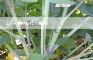 黄瓜种植技术视频