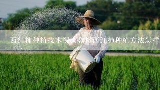 西红柿种植技术视频教材西红柿种植方法怎样种植西红柿