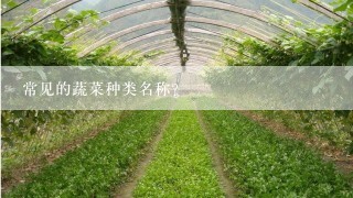 常见的蔬菜种类名称？