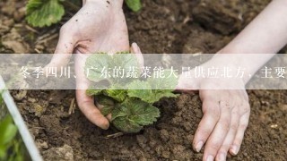 冬季四川、广东的蔬菜能大量供应北方，主要取决于 A.市场条件的变化B.北方人口众多C.交通运输条件的改善和冷藏设备的广泛使用D..国家政策支持