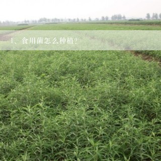 食用菌怎么种植？