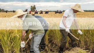 山东寿光大棚种植人员