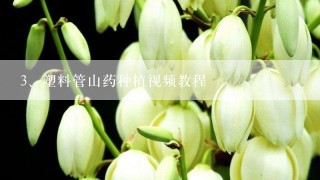 塑料管山药种植视频教程