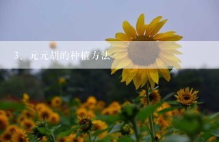 元元胡的种植方法