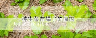 大棚蔬菜种植技术