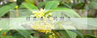 青菜有哪些品种