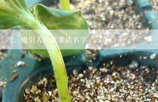 吸引人的蔬菜店名字