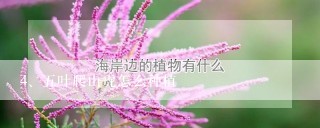 五叶爬山虎怎么种植