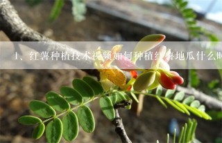 红薯种植技术视频如何种植红薯地瓜什么时间种