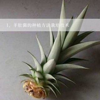 羊肚菌的种植方法栽培技术