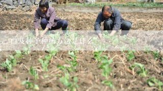 白芨种子种植方法是什么