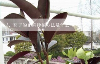 茄子的正确种植方法是什么