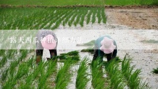 露天西瓜种植详细方法